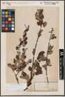 Foto von Salix aurita L.